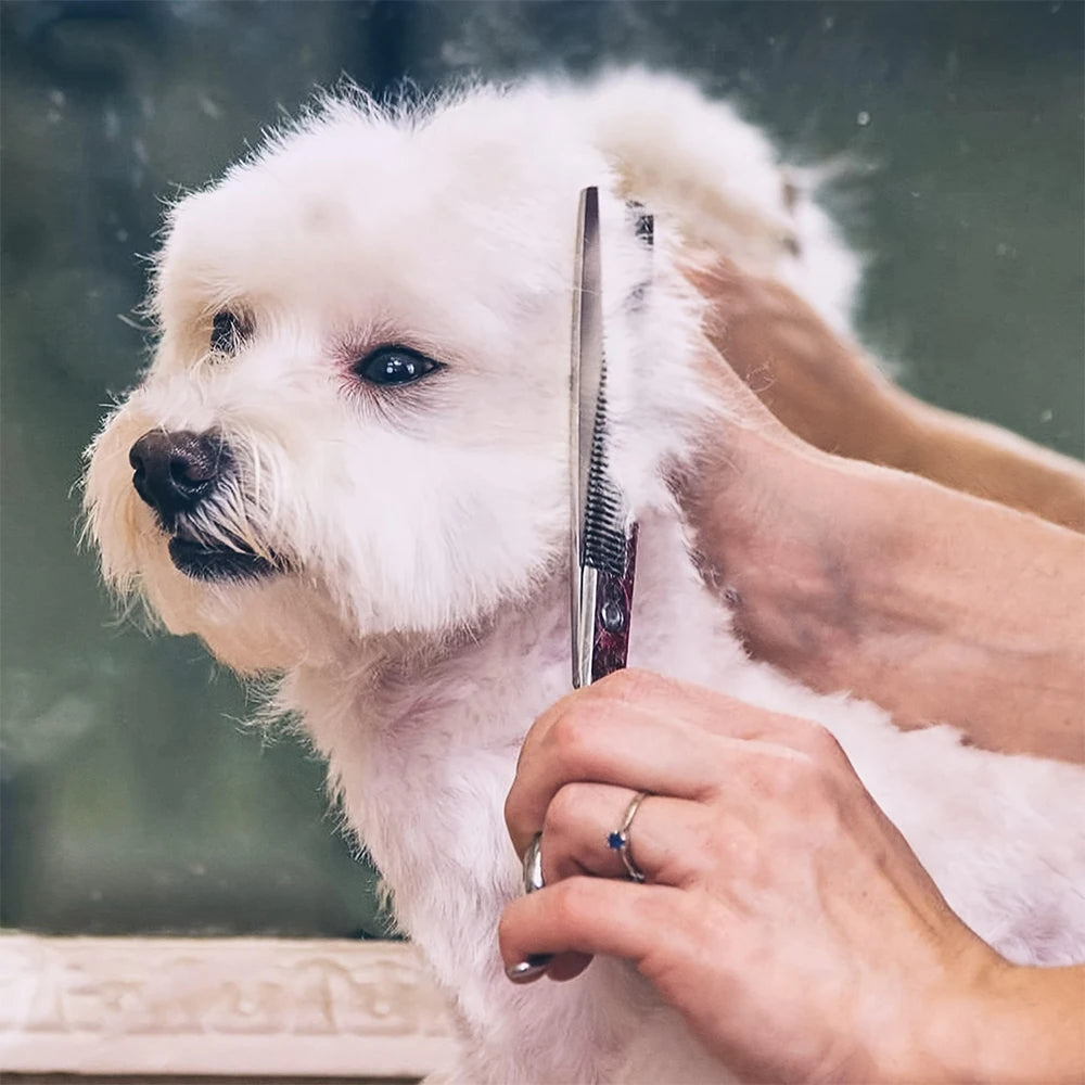 Pet Hair Scissors Grooming